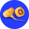 Maca