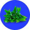 Te verde
