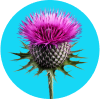Cardo